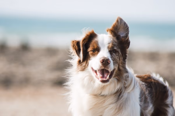 Pet Care Services